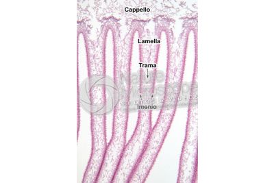Coprinus sp. Fungo saprofita. Sezione longitudinale. 25X