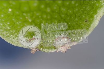 Conocephalum conicum. Great scented liverwort. Thallus