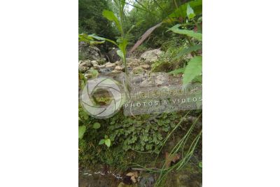 Marchantia polymorpha. Common liverwort