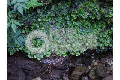 Marchantia polymorpha. Common liverwort. Thallus