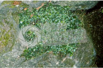 Marchantia polymorpha. Common liverwort. Thallus