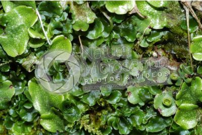 Marchantia polymorpha. Common liverwort. Thallus