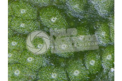 Marchantia polymorpha. Common liverwort. Thallus. 50X