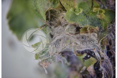 Marchantia polymorpha. Common liverwort. Thallus. 16X