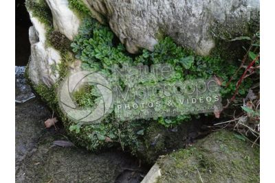 Marchantia polymorpha. Common liverwort. Thallus