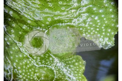 Marchantia polymorpha. Common liverwort. Antheridiophore. 14X