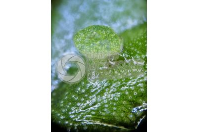 Marchantia polymorpha. Common liverwort. Antheridiophore. 14X
