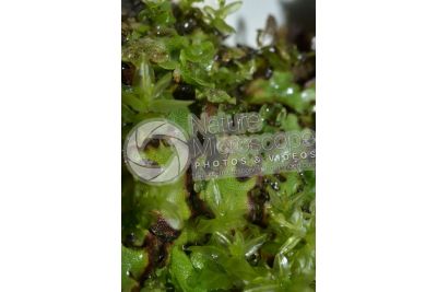 Marchantia polymorpha. Common liverwort. Antheridiophore