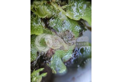 Marchantia polymorpha. Common liverwort. Antheridiophore. 7X