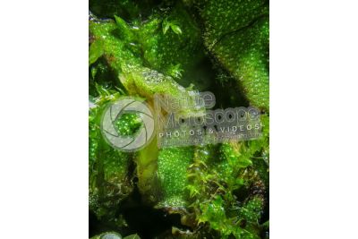 Marchantia polymorpha. Common liverwort. Antheridiophore. 7X
