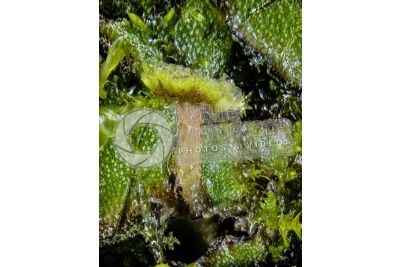 Marchantia polymorpha. Common liverwort. Antheridiophore. 7X