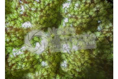 Marchantia polymorpha. Common liverwort. Antheridiophore. 30X
