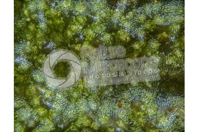 Marchantia polymorpha. Common liverwort. Antheridiophore. 30X