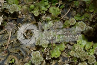 Marchantia polymorpha. Common liverwort. Antheridiophore