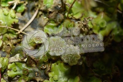 Marchantia polymorpha. Common liverwort. Antheridiophore