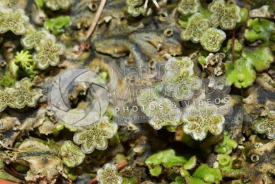 Marchantia polymorpha. Common liverwort. Antheridiophore