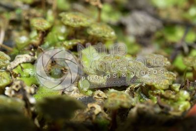 Marchantia polymorpha. Common liverwort. Antheridiophore