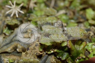 Marchantia polymorpha. Common liverwort. Antheridiophore