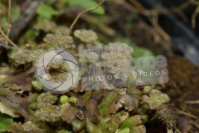Marchantia polymorpha. Common liverwort. Antheridiophore