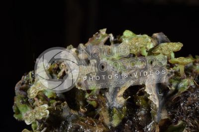 Marchantia polymorpha. Common liverwort. Antheridiophore