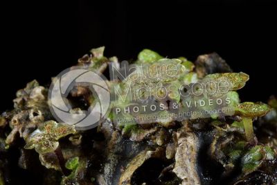 Marchantia polymorpha. Common liverwort. Antheridiophore