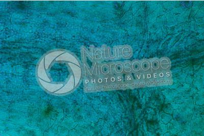 Fern. Prothallus. 500X