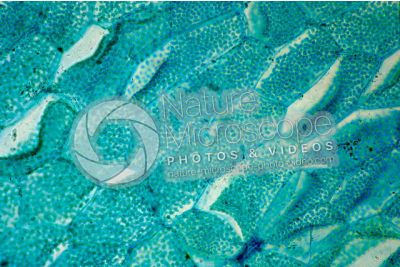 Fern. Prothallus. 500X