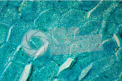 Fern. Prothallus. 500X