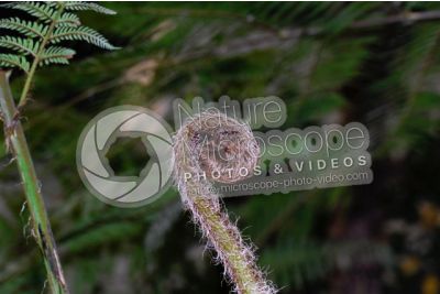 Ferns. Circinate vernation