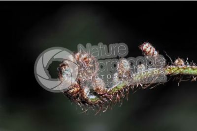 Ferns. Circinate vernation