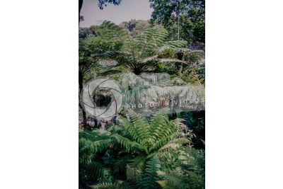 Tree ferns