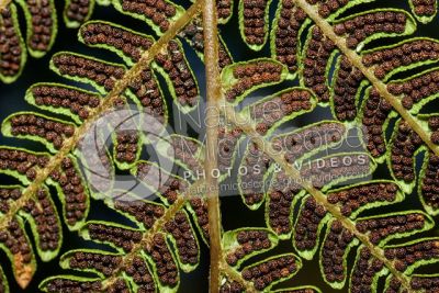 Tree ferns. Leaf