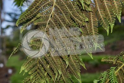 Tree ferns. Leaf