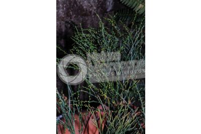 Psilotum nudum. Whisk fern