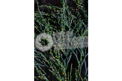 Psilotum nudum. Whisk fern