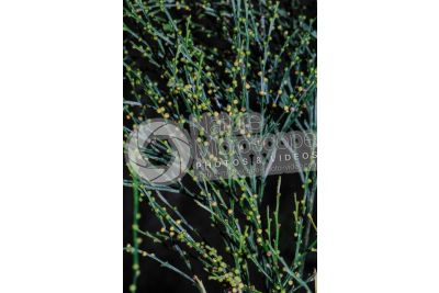Psilotum nudum. Whisk fern