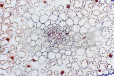 Psilotum nudum. Whisk fern. Stem. Protostele. Transverse section. 250X