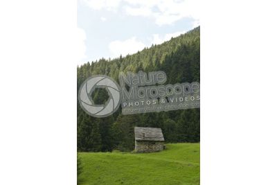 Abies alba. European silver fir