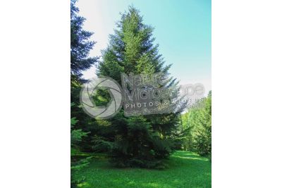 Abies alba. European silver fir