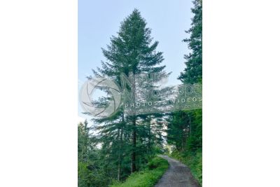 Abies alba. European silver fir