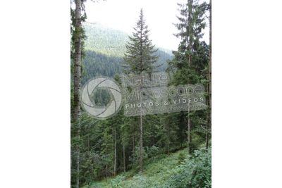 Abies alba. European silver fir