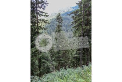 Abies alba. European silver fir