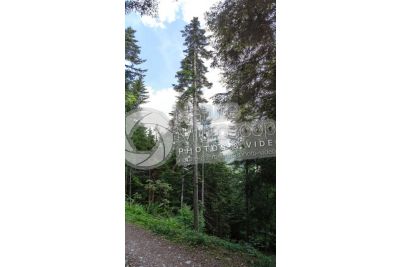 Abies alba. European silver fir