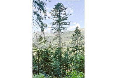 Abies alba. European silver fir