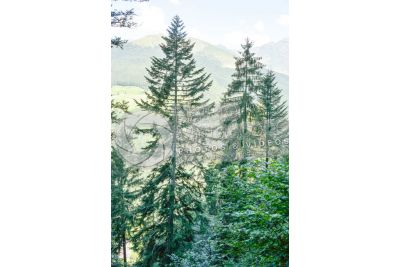 Abies alba. European silver fir