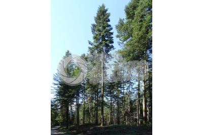 Abies alba. European silver fir