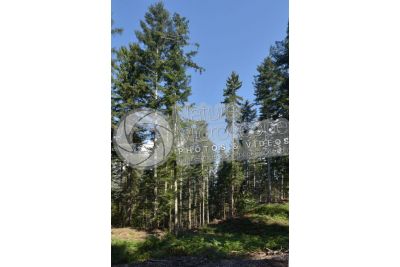 Abies alba. European silver fir