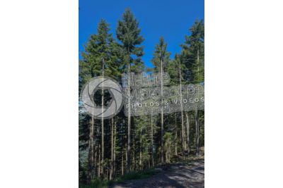 Abies alba. European silver fir