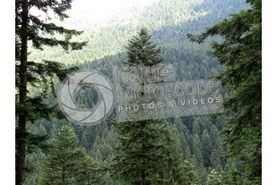 Abies alba. European silver fir
