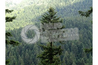 Abies alba. European silver fir